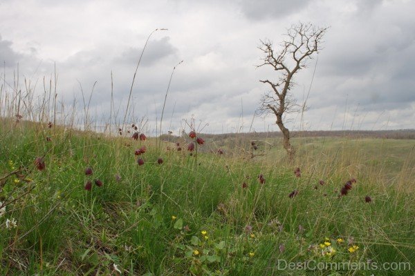 Fritillaria Ruthenica Flowers Photo-kju607DC0015