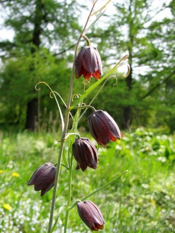 Fritillaria Ruthenica Flowers Picture-kju608DC0016