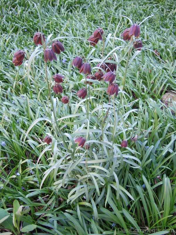 Fritillaria Ruthenica Flowers With Green Leaves-kju609DC0018