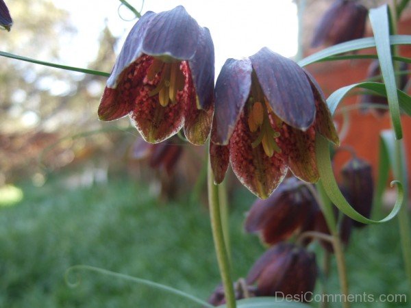 Fritillaria Ruthenica Flowers-kju610DC0020