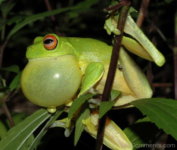 Frog Image