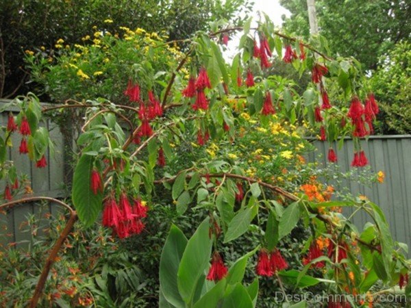 Fuchsia Boliviana Flowers Image-bgh5609DCDESI28