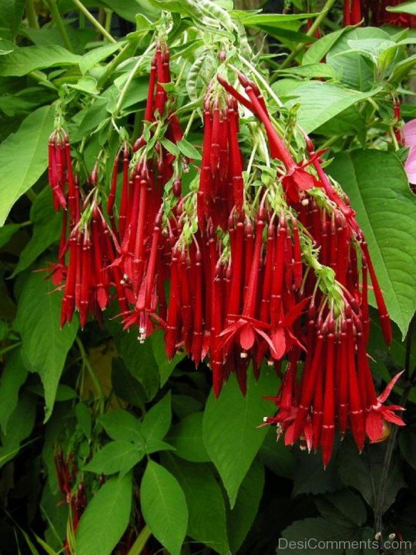 Fuchsia Boliviana Flowers Photo-bgh5610DCDESI10