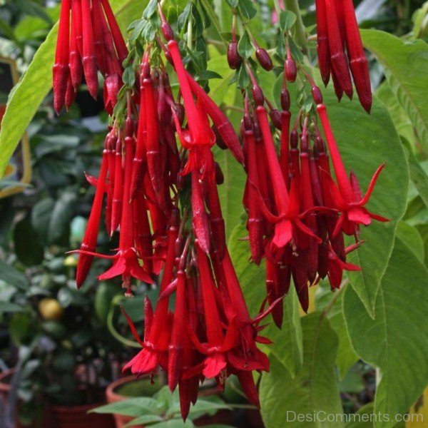 Fuchsia Boliviana Flowers Picture-bgh5611DCDESI06