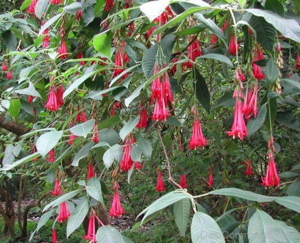 Fuchsia Boliviana Flowers With Leaves-bgh5612DCDESI23