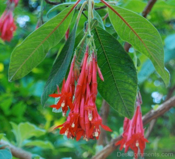 Fuchsia Boliviana Flowers-bgh5613DCDESI12