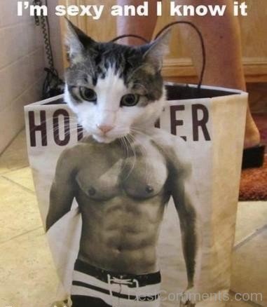 Funny Cat Six Abs