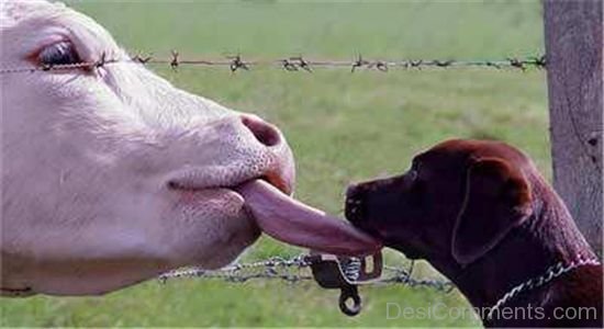 Funny Cow And Dog