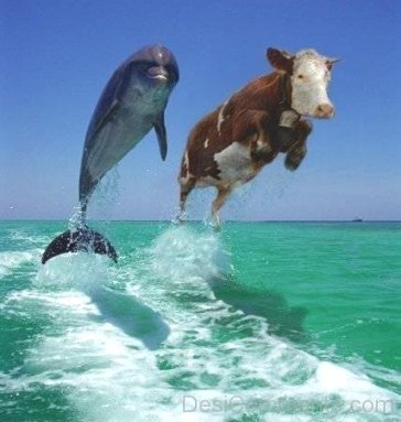Funny Cow And Dolphin