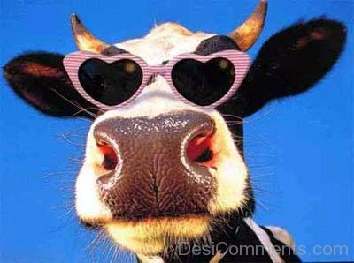 Funny Cow Goggle