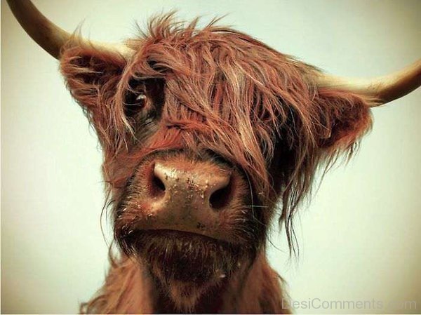 Funny Cow Hairstyle