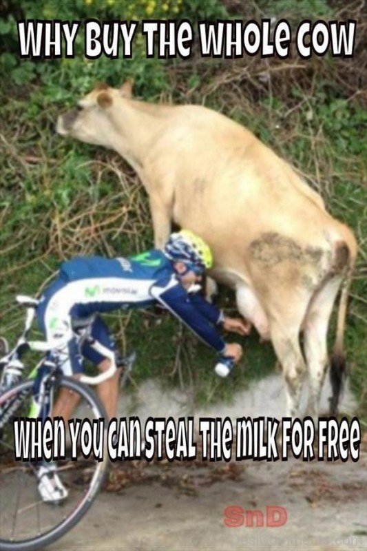 Funny Cow Milking