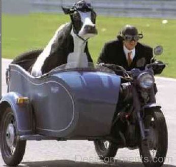 Funny Cow On Bike