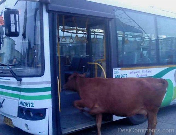 Funny Cow Photo