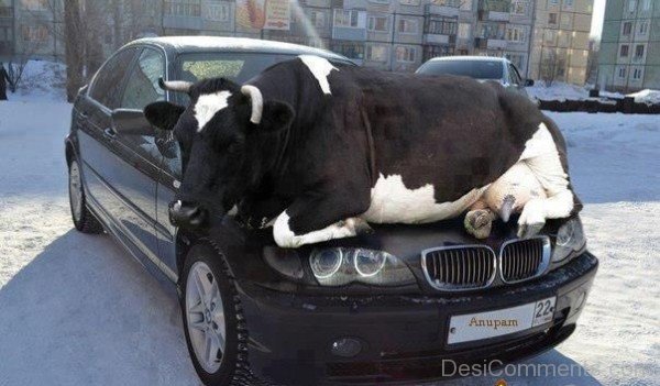 Funny Cow Sleeping On Car
