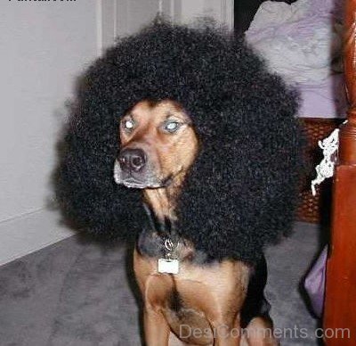 Funny Dog Hair