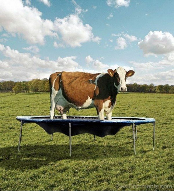 Funny Jumping Cow