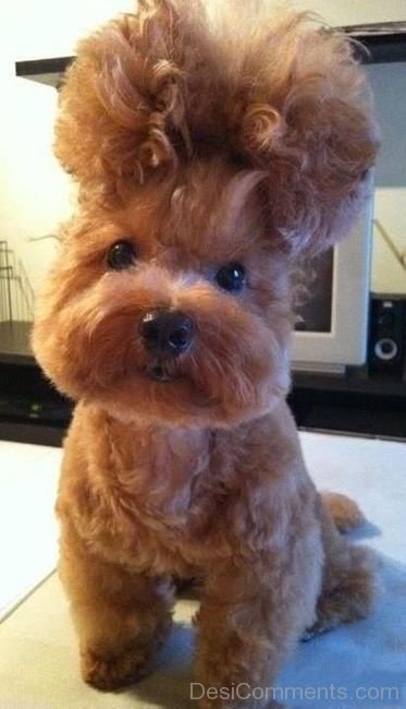 Funny Puppy Hairstyle