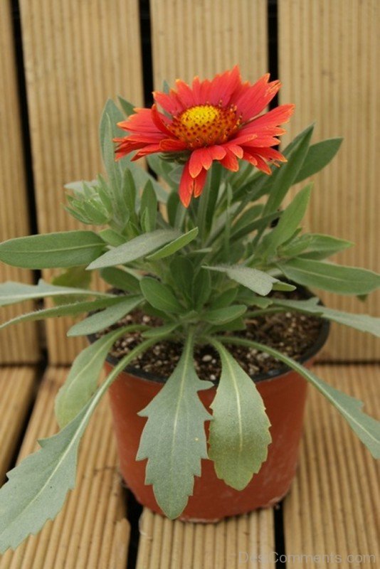 Gaillardia Arizona Flower In Pot-tgb508DC0219