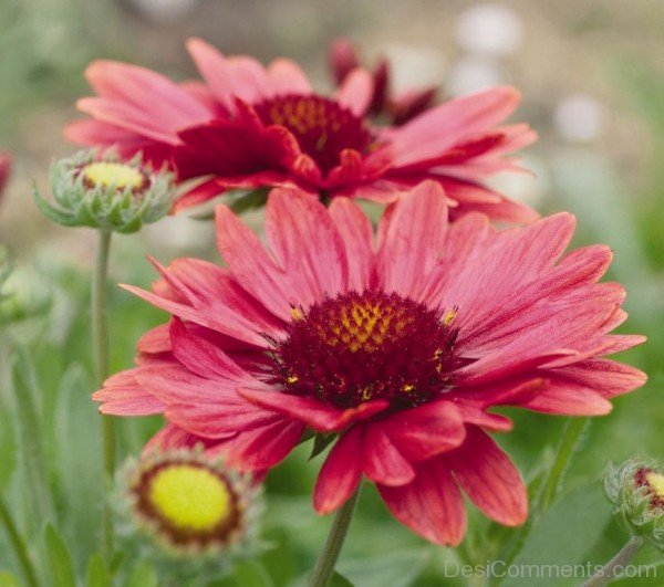 Gaillardia Arizona Flower-tgb509DC0203