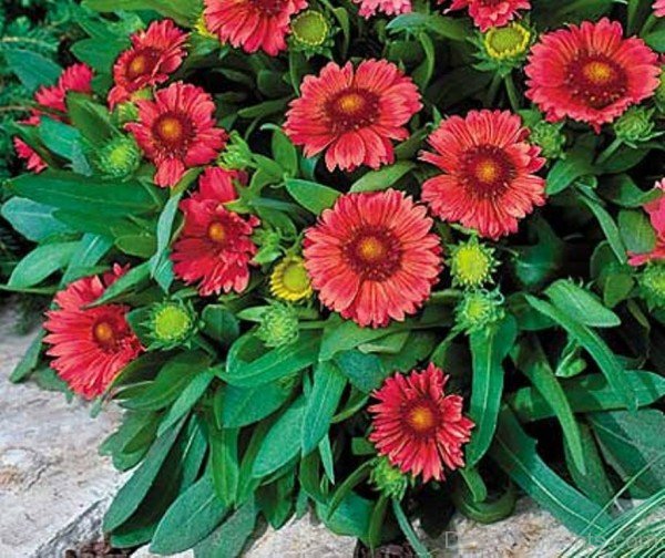 Gaillardia Arizona Flowers Image-tgb510DC0206