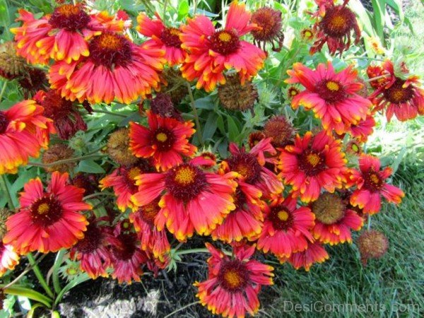 Gaillardia Arizona Flowers Photo-tgb512DC0216