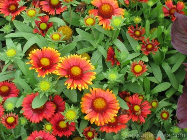 Gaillardia Arizona Flowers Picture-tgb513DC0207