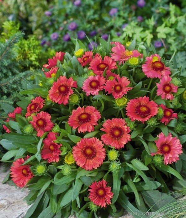 Gaillardia Arizona Flowers With Green Leaves-tgb514DC0213