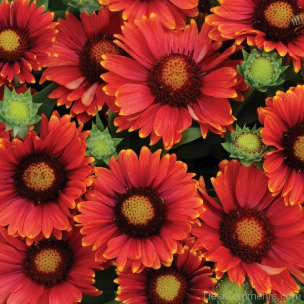 Gaillardia Arizona Flowers-tgb515DC0222