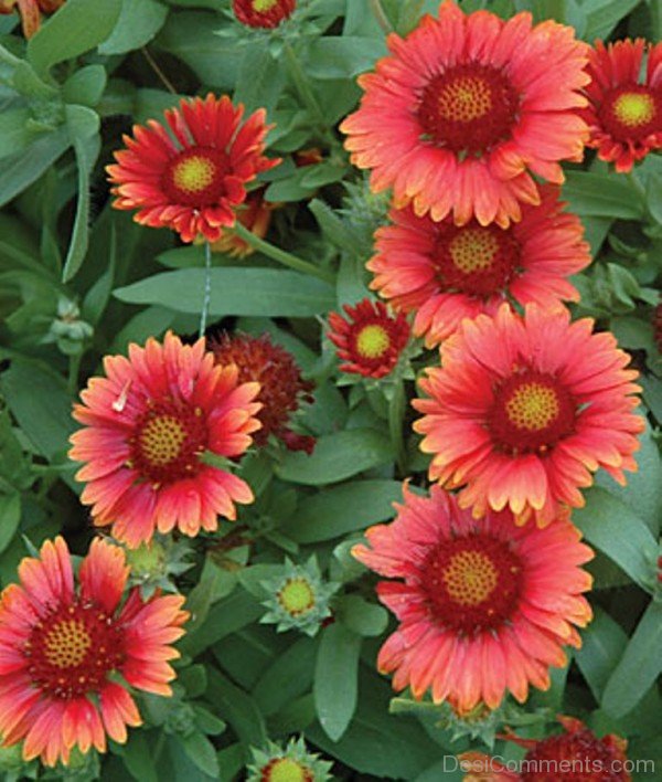 Gaillardia Arizona Image-tgb516DC0211