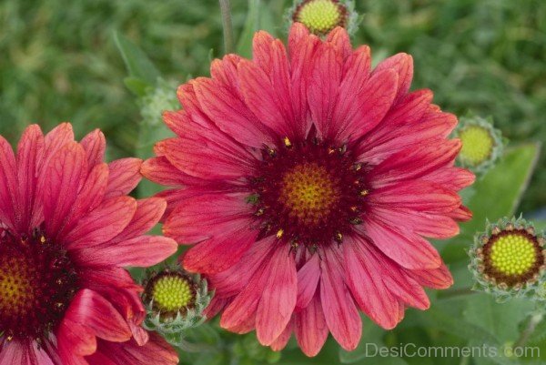 Gaillardia Arizona Photo-tgb517DC0205