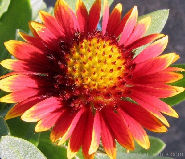 Gaillardia Arizona-tgb519DC0215