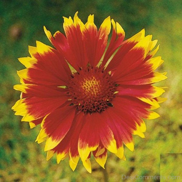 Gaillardia Dazzler Flower Image-ufc451DCwDC1