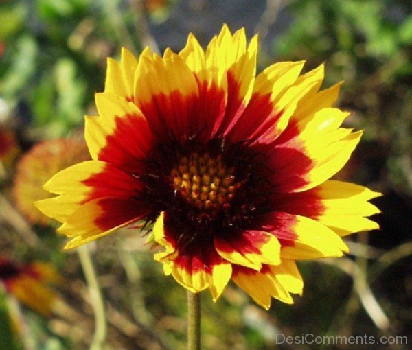 Gaillardia Dazzler Flower