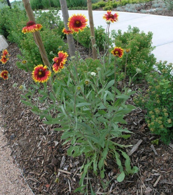 Gaillardia Dazzler Flowers Image