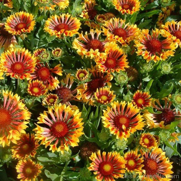 Gaillardia Dazzler Flowers Picture