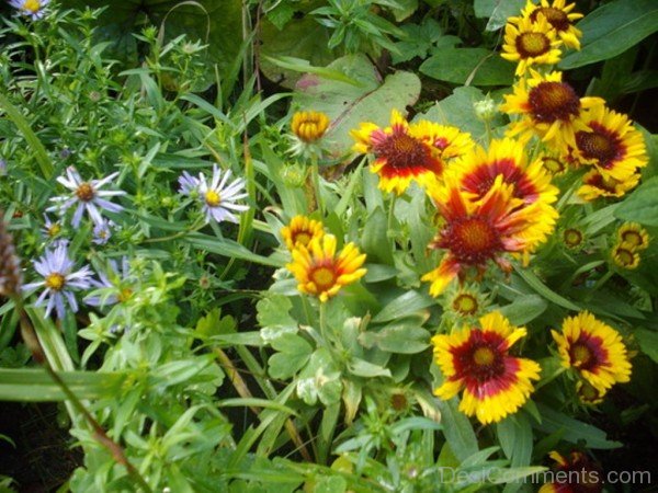 Gaillardia Dazzler Flowers With Green Leaces-ufc455DCwDC6