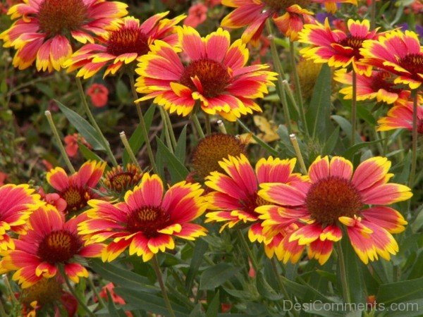 Gaillardia Dazzler Flowers