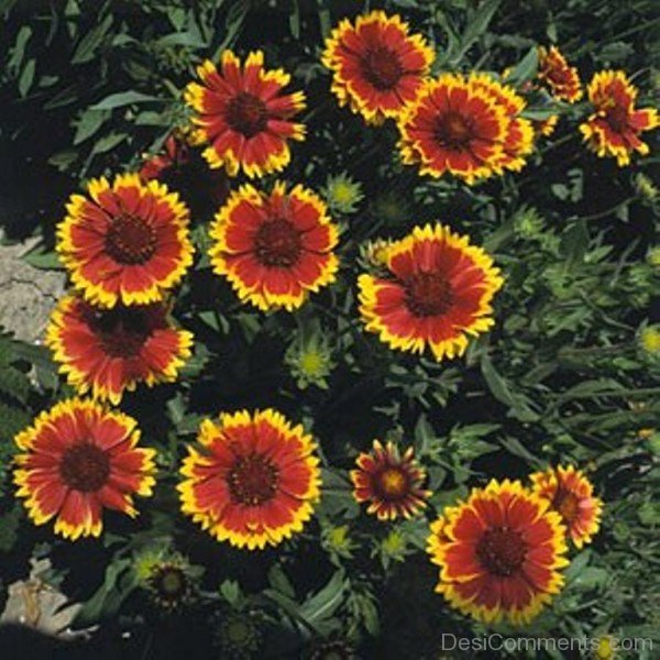 Gaillardia Dazzler