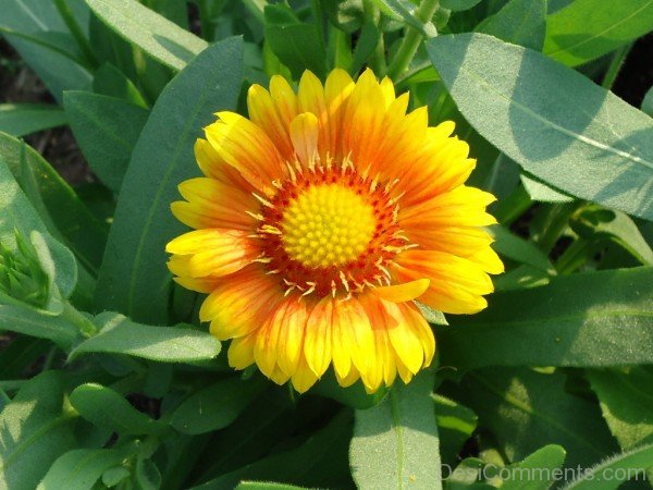 Gaillardia X Grandiflora Flower Image-lkg108DCDEsi16