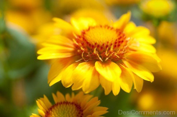 Gaillardia X Grandiflora Flower Picture-lkg110DCDEsi02