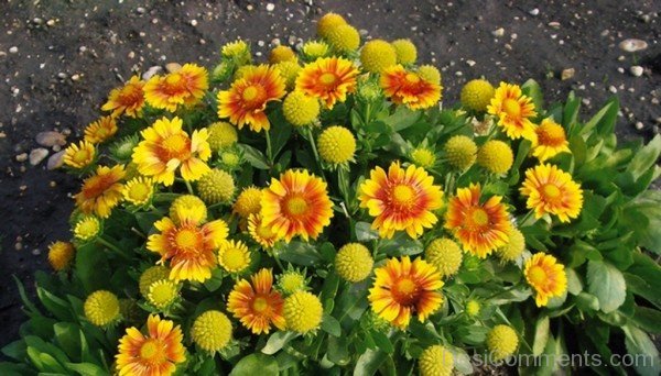 Gaillardia X Grandiflora Flowers Image-lkg112DCDEsi28