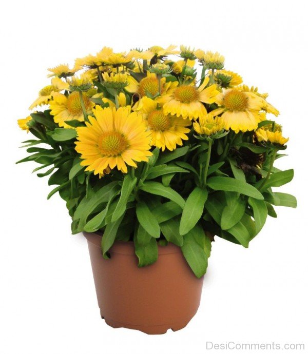 Gaillardia X Grandiflora Flowers In Pot-lkg113DCDEsi06