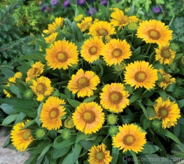 Gaillardia X Grandiflora Flowers Photo-lkg114DCDEsi12