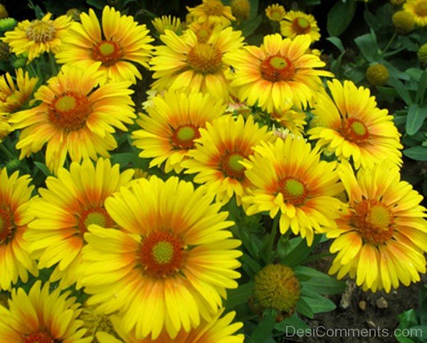 Gaillardia X Grandiflora Flowers Picture-lkg115DCDEsi27