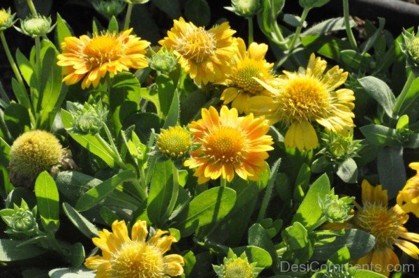 Gaillardia X Grandiflora Flowers With Green Leaves