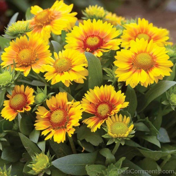 Gaillardia X Grandiflora Flowers-lkg117DCDEsi10