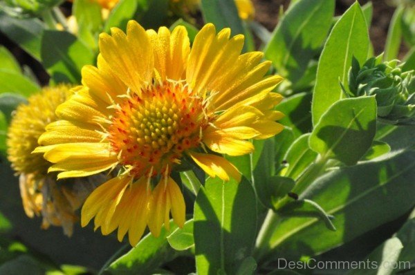 Gaillardia X Grandiflora Image-lkg118DCDEsi13