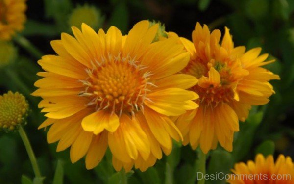 Gaillardia X Grandiflora Photo-lkg119DCDEsi04