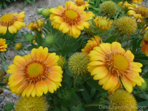 Gaillardia X Grandiflora Picture-lkg120DCDEsi29